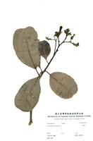 藏品(腰果)的圖片